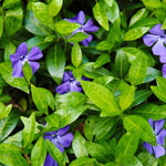 Periwinkle Plant Live, Vinca Plant Live in 4 Inches Pot, Live Vinca Minor Plant, Vinca Starter Plant, Vinca Ground Cover Live Plant for Growing Indoor Outdoor