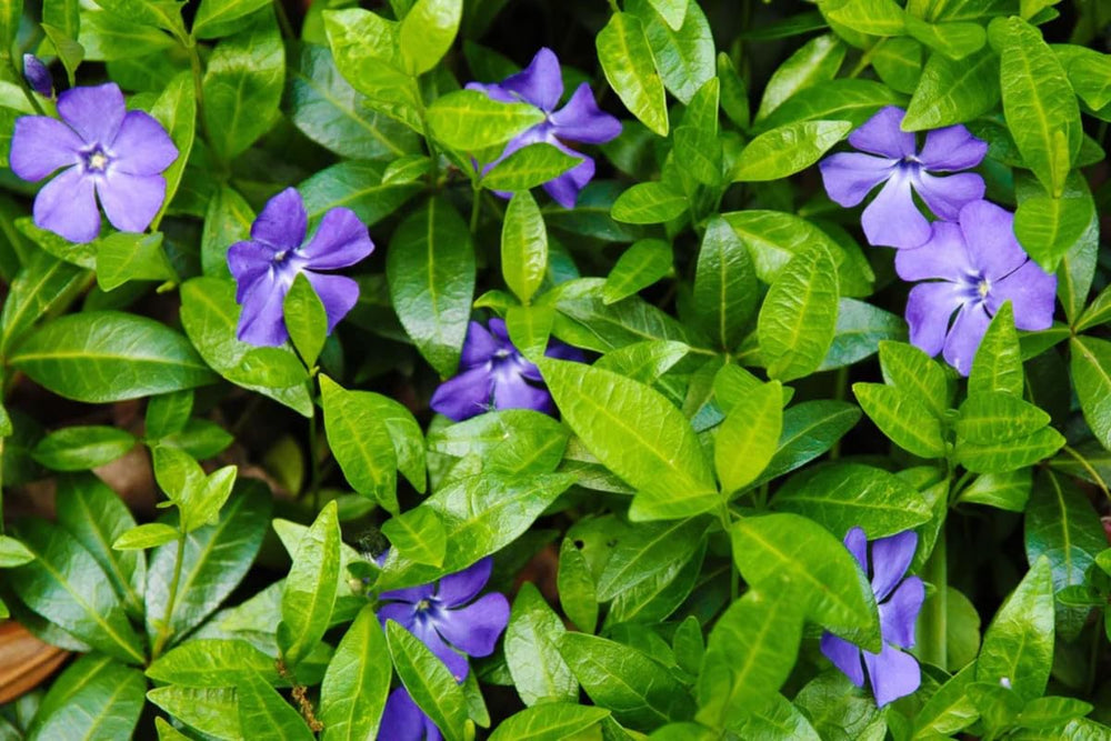 Periwinkle Plant Live, Vinca Plant Live in 4 Inches Pot, Live Vinca Minor Plant, Vinca Starter Plant, Vinca Ground Cover Live Plant for Growing Indoor Outdoor