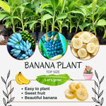 Ice Cream Banana Plant Live, Blue Banana Tree Live Plant 5 to 8 Inch Tall, Banana Fruit Seedling