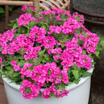 Pack 6 Pink Perennial Verbena Plants, Pink Verbena Live Plants, Verbena Flower Trailing Plants Live for Planting, Pink Verbena Plants in Zones 7 to 11