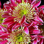 Chrysanthemum Plants Live 4 to 7 Inch Tall, Mums Live Plants, Vibrant Perennial Mum Plant for Planting in Garden (White Pink)