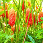 5 Awapuhi Shampoo Ginger Roots, Zingiber Zerumbet Rhizomes for Planting, Tropical Perennial Ginger Plant for Landscaping