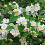 Mock Orange Shrub in Quart Pot, 6-12 Inches Tall, Fragrant Flowering Shrub, Easy Grow Garden Plants