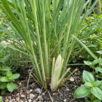 400 Lemon Grass Seeds, Fragrant Herb Lemongrass, Lemongrass Seeds for Outdoor Planting