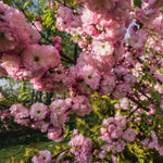 Double Pink Almond Shrub Tree Plant Live, Quart Pot, Flowering Almond Tree Live Plant from 6 to 11 Inc Long