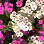 Upright Phlox Live Plant 4-7 Inches, Garden Phlox Perennial Flower Starter for Outdoor Garden, Random Color Plants
