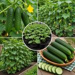 Cucumber Plants Live, 2 PPP Cucumber Vine Plants, 4-7 Inches Tall in 4" Pot