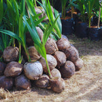 Green Coconut Tree Plant Sprouted, Coconut Plant Live, 6 to 8 Inc Tall, Tropical Plant Live Gardening Outdoor