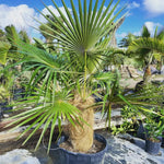 Palm Tree Live Plant, Fully Rooted in 3 Gallon Pot, Rare Tropical Plant Live for Indoor or Outdoor Growing, Old