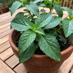 Set of 2 African Basil Live Plants 4-7 Inches, Fragrant Basil Herb Starter for Gardening, Fast Growing, Drought Tolerant