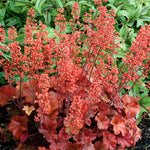 2-Pack Live Heuchera Coral Bells Plants, Brown, Orange, Pink, Red Leaves, Vibrant Indoor Outdoor Planting