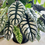 Colocasia Elephant Ears Live Plant, Alocasia Plant, Esculenta Taro Live Houseplant, 5-7 Inc Tall (Alocasia Silver Dragon)