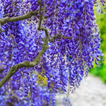 Wisteria Live Plant in 2.5" Pot, 6-12 Inch Tall Fragrant Wisteria Vine for Garden Trellis and Containers, Indoor Outdoor (Blue Wisteria)