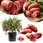 Pink Finger Lime Tree Live Plant, Rare Citrus Fruit Tree from 1–2 Feet Tall in 3 Gallon Pot, Ready for Indoor Outdoor Planting