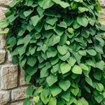 2 Dutchman's Pipe Vine Giant Live Tropical Plants, 6-12" in Tall, Dormant and Bare Root in Winter, Fast Growing
