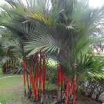 Live Palm Tree Plant in 3 Gallon Pot, No CA, Large Fully Rooted Size, Ready to Plant for Home Décor Indoor Outdoor Landscape, Rare Palm Trees, Red Lipstick Palm