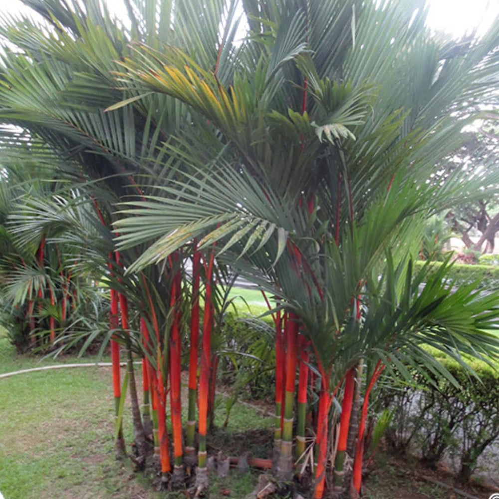 Live Palm Tree Plant in 3 Gallon Pot, No CA, Large Fully Rooted Size, Ready to Plant for Home Décor Indoor Outdoor Landscape, Rare Palm Trees, Red Lipstick Palm