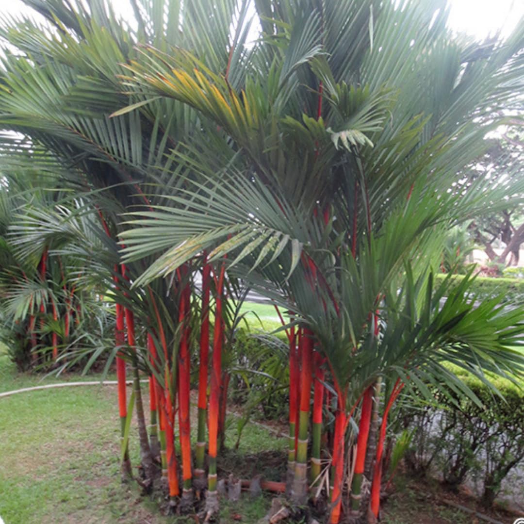 Live Palm Tree Plant in 3 Gallon Pot, No CA, Large Fully Rooted Size, Ready to Plant for Home Décor Indoor Outdoor Landscape, Rare Palm Trees, Red Lipstick Palm