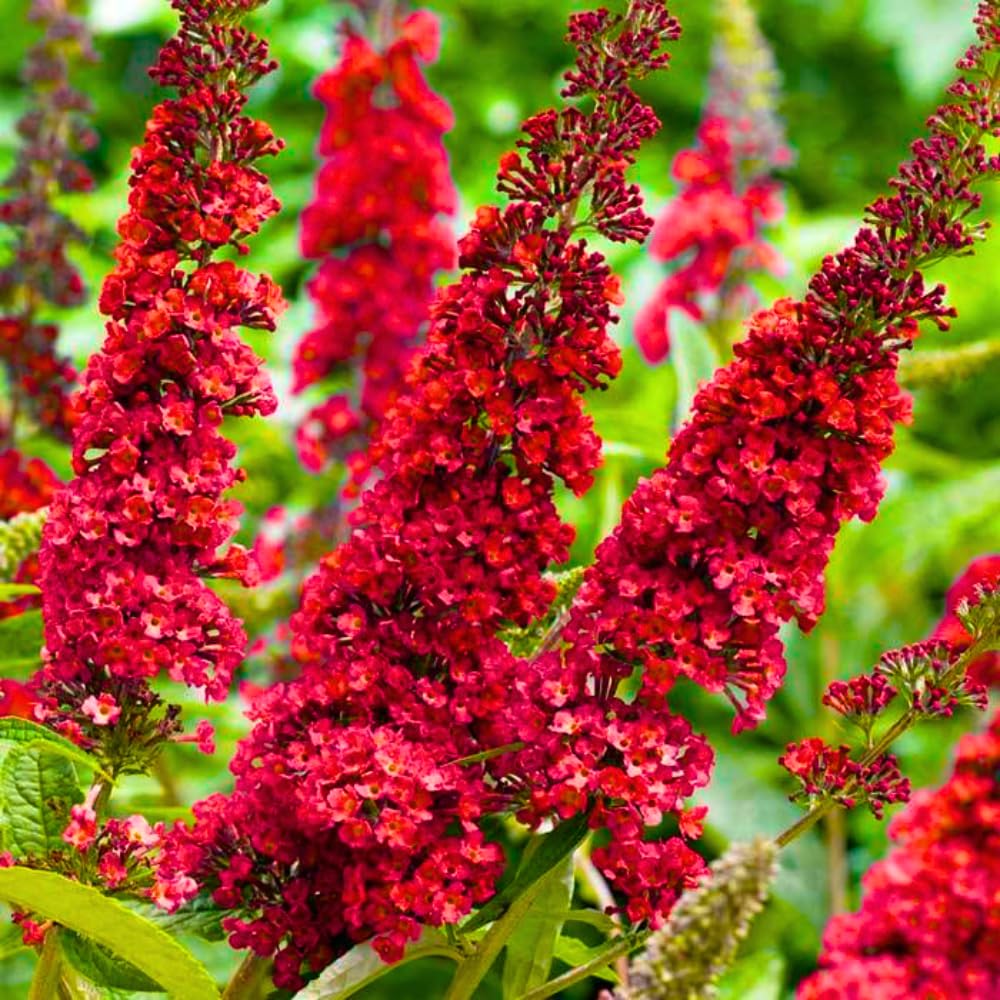 Pack 2 Butterfly Bushes Live Plant, Fragrant Buddleia Bush Shrub, 4 to 9 Inch Tall (Red Blooms)