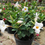 Set of 2 Mandevilla Plants Live, White Mandevilla Live Plants, 5 to 8 Inches Tall, Mandevilla Well Rooted Outdoor Gardening
