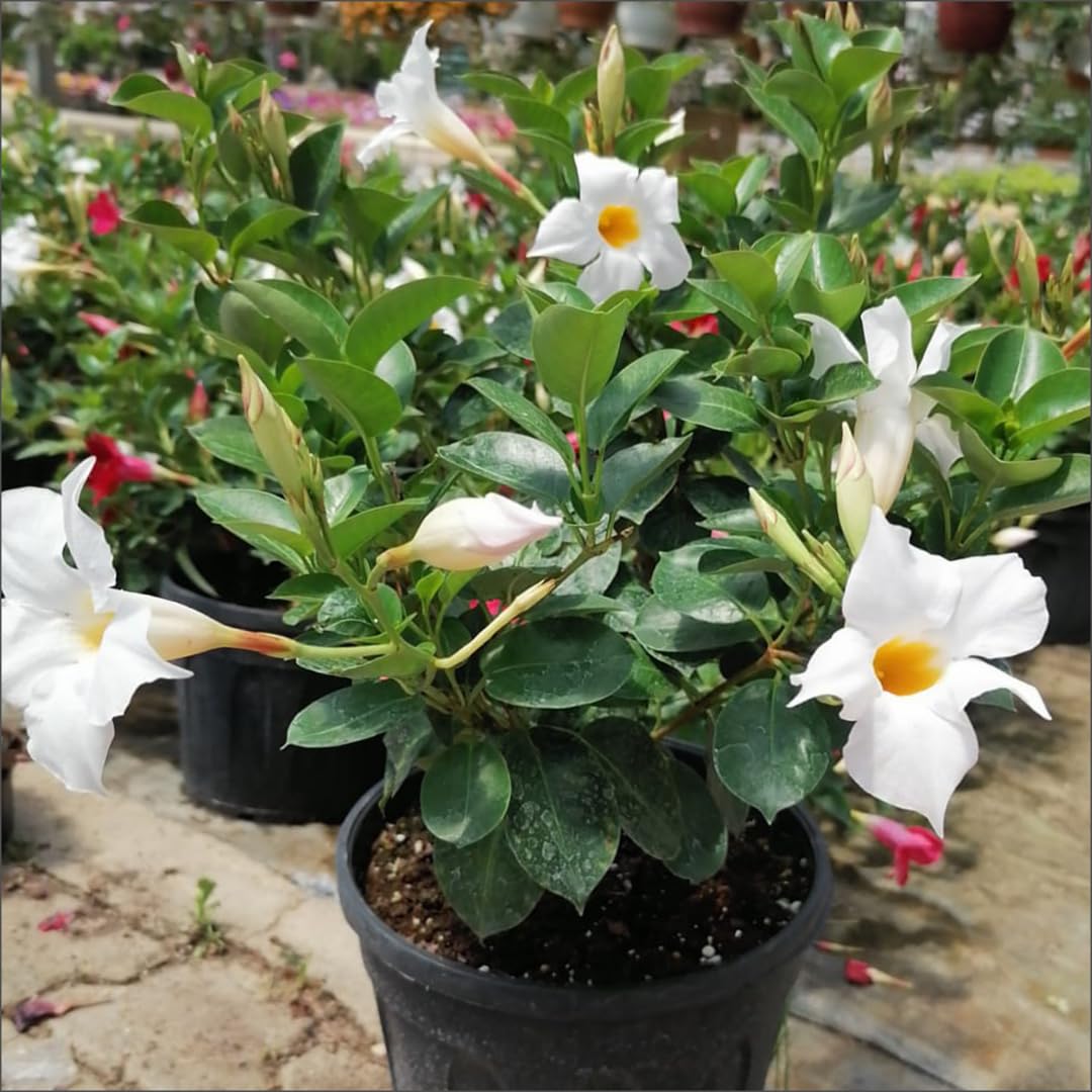 Set of 2 Mandevilla Plants Live, White Mandevilla Live Plants, 5 to 8 Inches Tall, Mandevilla Well Rooted Outdoor Gardening