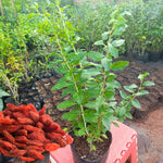 03 Goji Berry Trees Live Plants Bush, 4 Months Old 3-6” Tall, Cold Hardy Berry Plant for Outdoor Planting, No CA