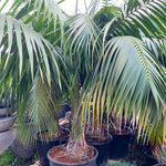 Palm Tree Live Plant, Fully Rooted in 3 Gallon Pot, Rare Tropical Plant Live for Indoor or Outdoor Growing, Dark Green