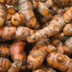 25 Top Size Turmeric Roots for Planting, Fresh Turmeric Rhizomes, Perennial Herb Plants for Garden Growing, Edible Ginger Root for Outdoor or Container Planting