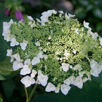 Set 2 Hydrangea Live Plants, Change Colors Hydrangea Bushes Shrubs Trees Live Plants in 4” Pot, Live Hydrangeas Well Rooted for Planting (White)