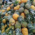 Live Pineapple Gold Plant, 4-8 Inches Tall, Sweet Pineapple Fruit Live Plant, Tropical Tree for Planting Outdoor, No Pot