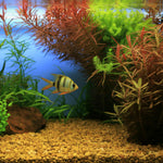 200 Aquarium Grass Plant Seeds for Planting, Mix Aquarium Seeds, Ground Cover Freshwwater Grass Seed