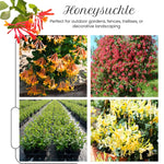 2 Mix Honeysuckle Plants Live for Planting, Fragrant Honeysuckle Vine Live Plants, 5-9" Tall, Hardy Perennial Climbing Vine