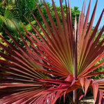 Palm Tree Plant, Live Tropical Palm Tree, Fully Rooted in 3 Gallon Pot, Ready for Outdoor Planting (Rare Red Palm)
