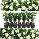 Frostproof Jasmine Live Plant – Sweetly Fragrant White Flower Vine, Fragrant Indoor & Outdoor 4-6” Tall Decorative Plant