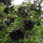 Black Elderberry Plant Live, Berry Shrub, 2-3 Ft Tall