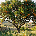High-Yielding Orange Tree Live Plant 1.5-2 Ft Tall in 1 Gallon Pot, Citrus Fruit Tree for Patio Containers, Backyard and Indoor Growing