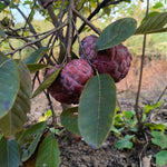 Red Sugar Apple Tree Live Plant Potted 6-12 Inches, 8 Months Old Sugar Apple Tree for Planting Outdoor, Rare Tropical Trees
