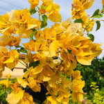 Bougainvillea Tree Live Plant, 5 to 9 Inches Tall, Outdoor Landscaping Trailing Flowering Vines for Trellis, Spring Garden (Yellow)