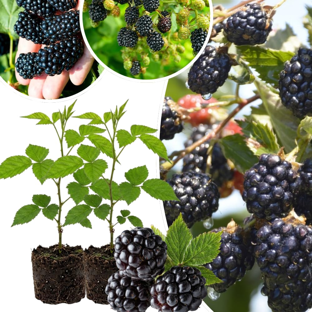 Pack 2 Thornless BlackBerry Plants Live, 4-8 Inch Tall, BlackBerry Bush Live Plant, Sweet Blackberries Fruit Indoor Outdoor (Navaho BlackBerry)