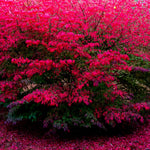 5 Dwaft Burning Bush Shrub Live Plant Bare Roots, 6 to 10 Inc Tall, Bare Roots