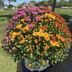 3 Hardy Chrysanthemum Plants Live, Mixed Mums Plants Live, 5 to 7 Inc Tall, Chrysanthemum Flowers Perennials Gardening Outdoor