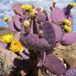 Live Purple Prickly Pear Cactus Plant, Prickly Pear Cactus Plants, 6-8 Inches Tall, Ready for Growing