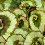 Live Begonia Plant, Indoor Flowering Houseplant, 4-8 Inches Tall, for Indoor or Outdoor Gardens (Silver Foliage)