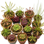 Mix of 6 Pitcher Plant Nepenthes, Green, Red Fly Trap Live Plants, Easy to Grow Tropical Collection, Starter Size, Each Type 2 Plants
