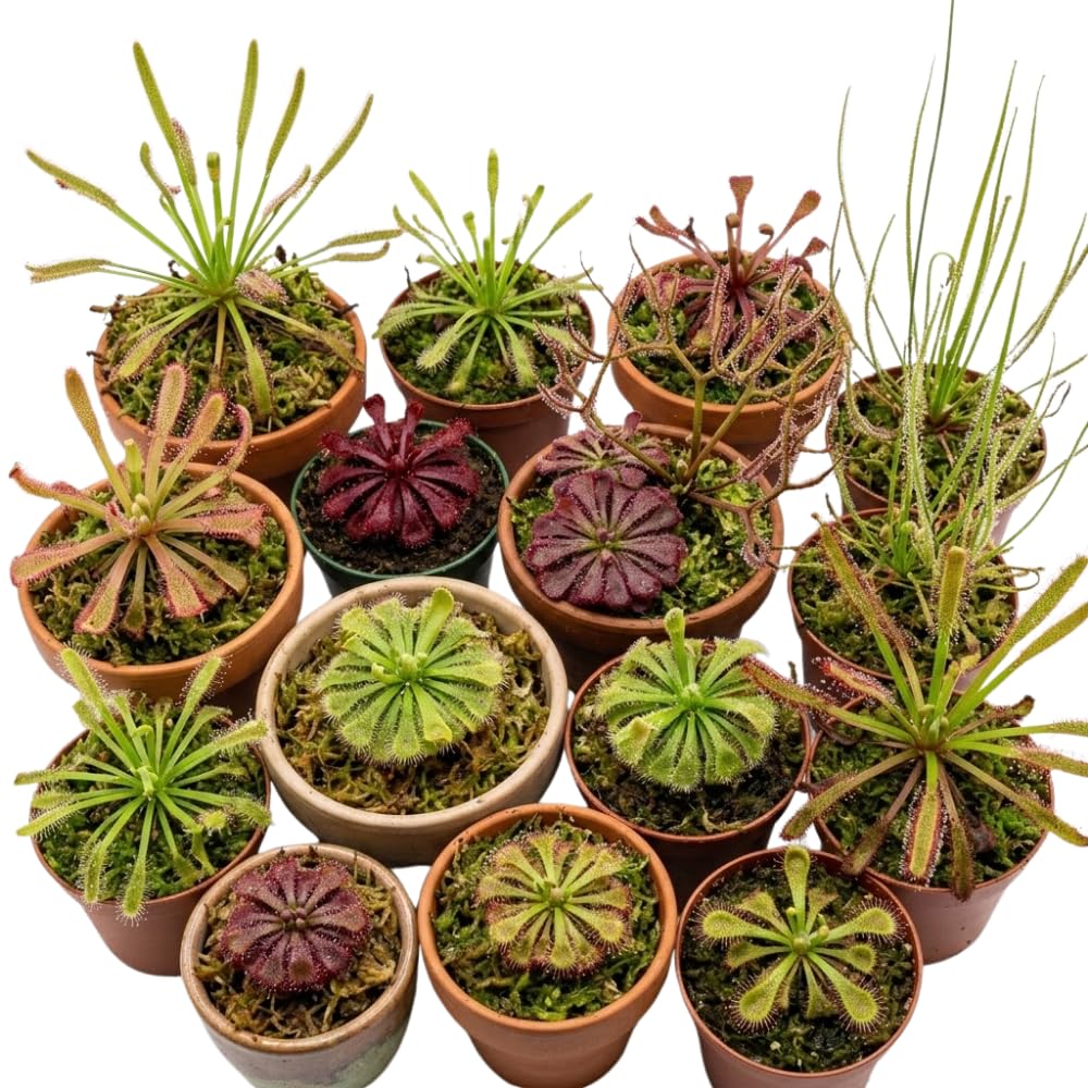 Mix of 6 Pitcher Plant Nepenthes, Green, Red Fly Trap Live Plants, Easy to Grow Tropical Collection, Starter Size, Each Type 2 Plants