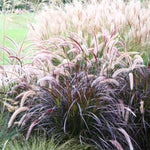 2 Fountain Grass Plants Live, 5-9 Inch Tall Ornamental Grass Live Plants for Landscaping and Garden Borders (Red Purple Fountain Grass)