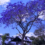 Purple Blue Jacaranda Tree Live Plant, Starter Size 6-12 Inc in Tall in 4" Pot, Vibrant Bloom, Royal Poinciana Flamboyant Like
