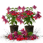 2 Red Purple Bleeding Heart Vine Plants Live, Clerodendrum Flower 5-9" Tall