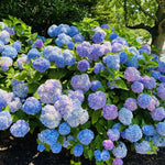 2 Hydrangea Plant Live, Hardy Hydrangea Bush Shrub for Outdoor Garden Planting, Bare Roots Dormant 6-12 Inch (Blue Hydrangea)