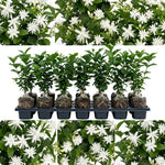 Belle of India Jasmine Live Plant –Arabian Jasmine White Flower Vine, Fragrant Indoor & Outdoor 4-6” Tall Decorative Plant, Sweet Fragrance